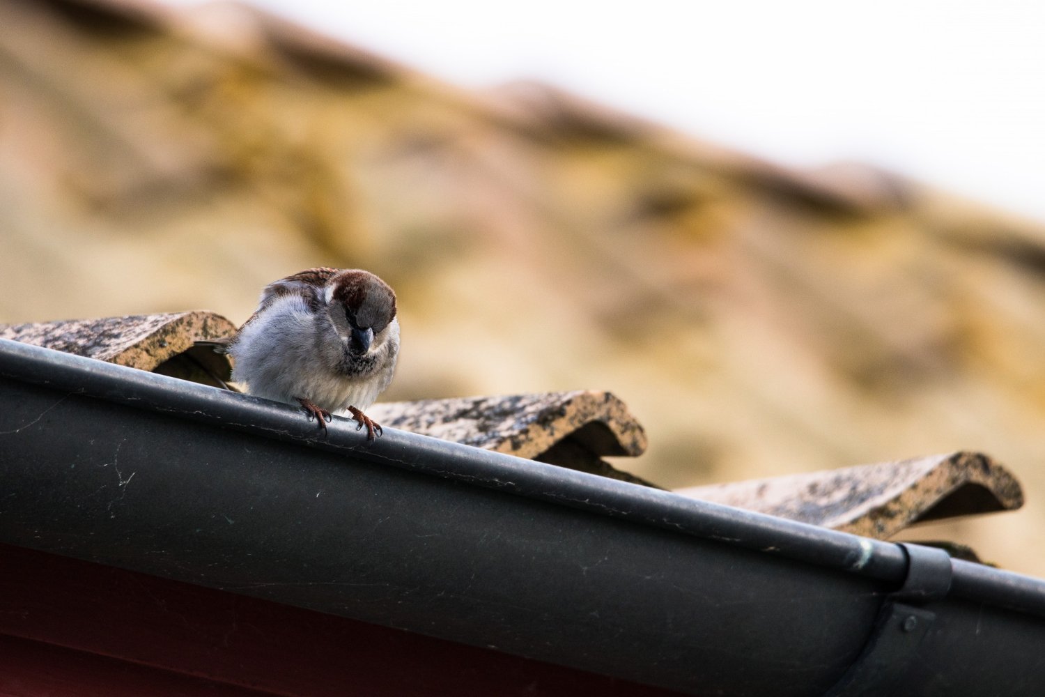 Bird Extermination and Bird Control Services - Bug Safe Pest Services