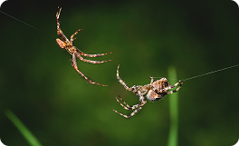 Spider pest control Sydney