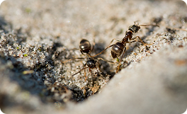 Ant pest control Sydney