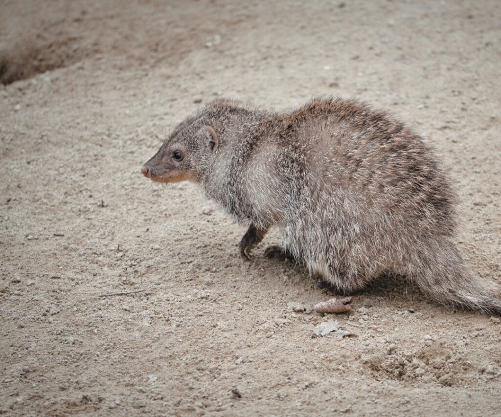 Rodent Control Blacktown