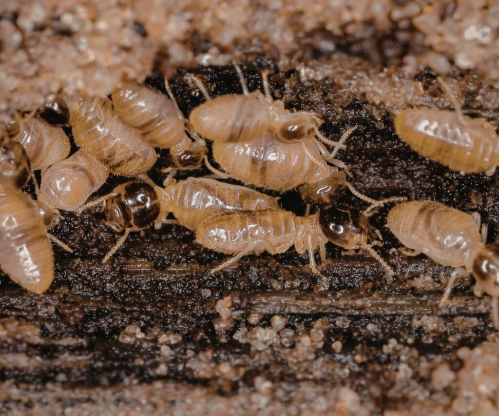 Termite Inspection Parramatta